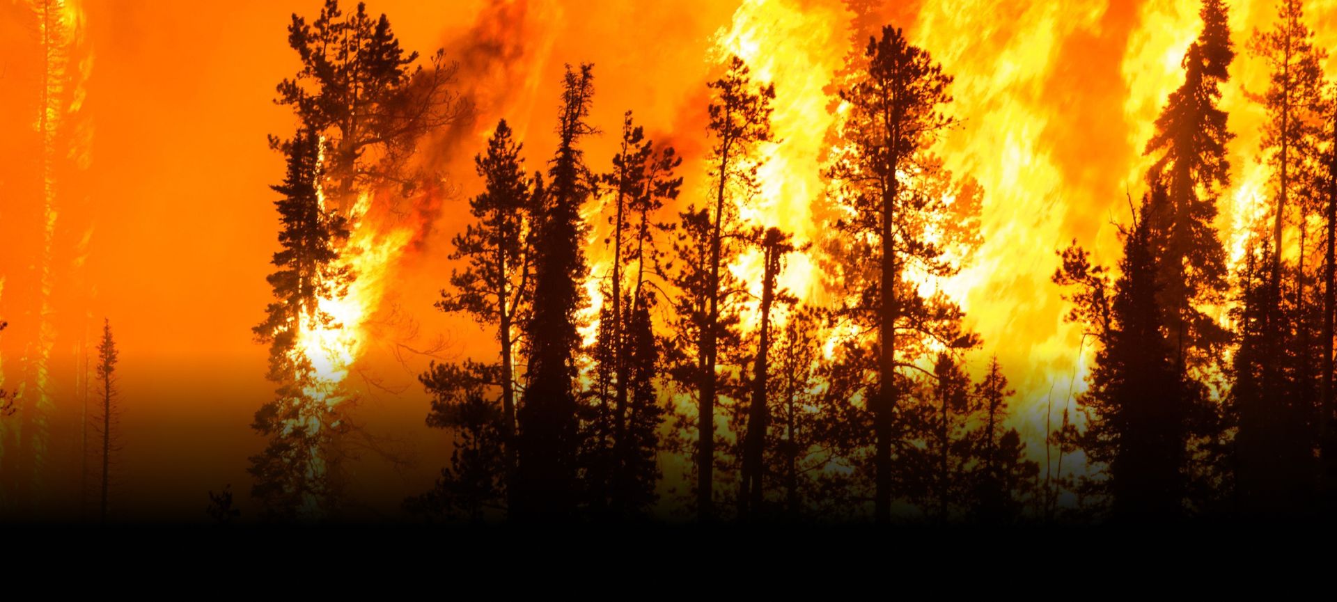 Climate Change Forest Fire