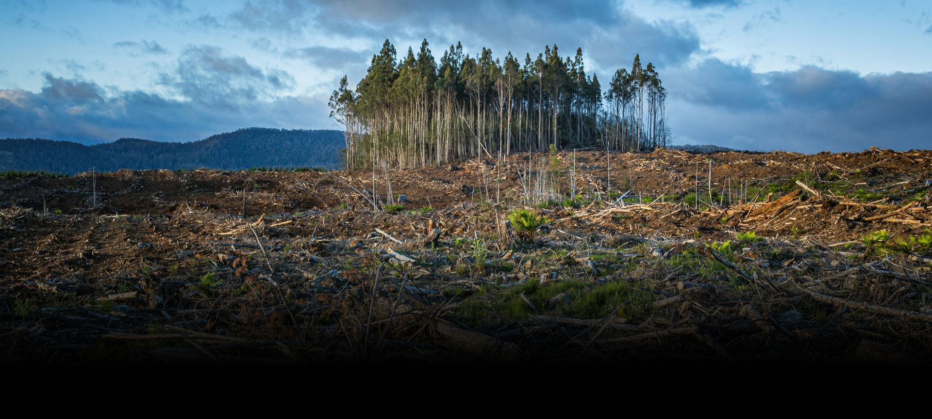 Climate Change Deforestation