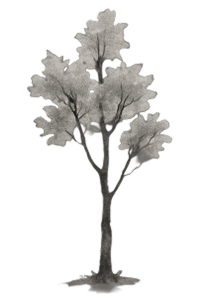 A small tree with developing branches