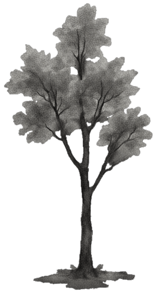 A towering tree with a massive trunk