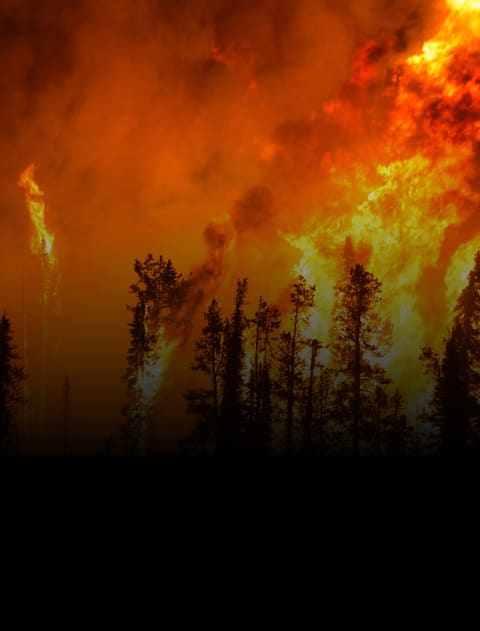 Climate Change Forest Fire